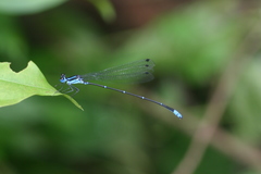 Caconeura ramburi