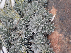 Celmisia hectorii