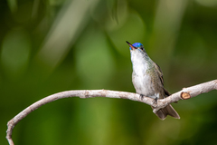 Saucerottia cyanocephala