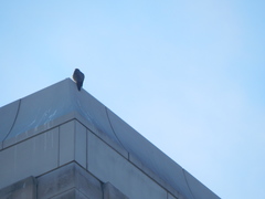 Falco peregrinus