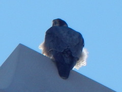 Falco peregrinus