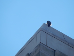 Falco peregrinus