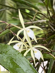 Brassavola