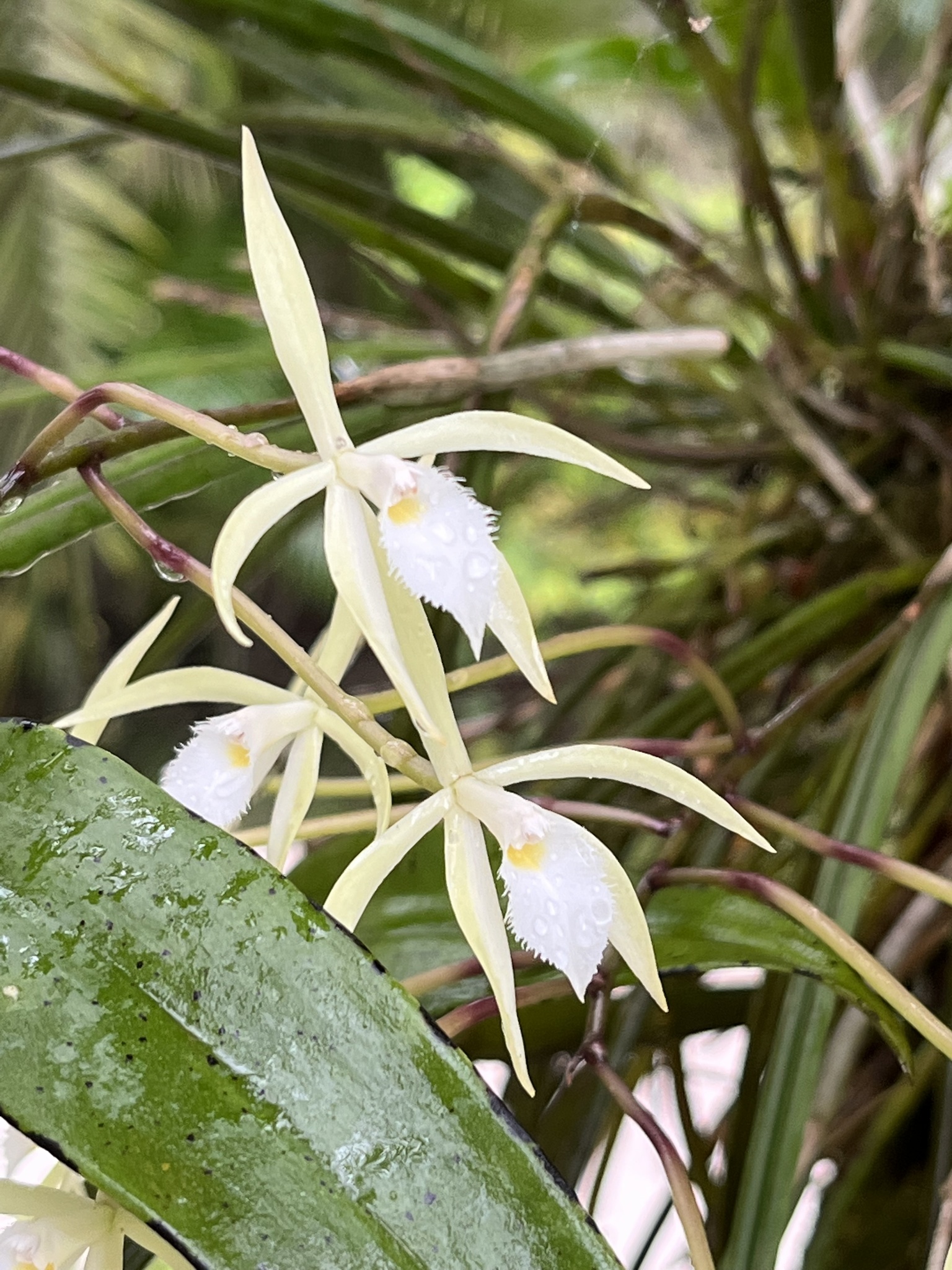 Brassavola martiana Lindl. 4