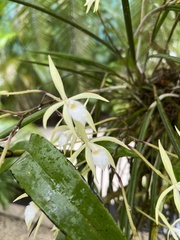 Brassavola