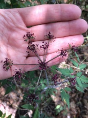 Arracacia bracteata