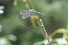 Hylaeothemis apicalis