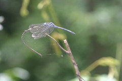 Hylaeothemis apicalis