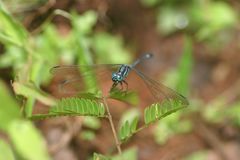 Hylaeothemis apicalis