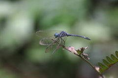 Hylaeothemis apicalis