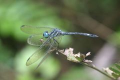 Hylaeothemis apicalis