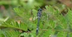 Hylaeothemis apicalis