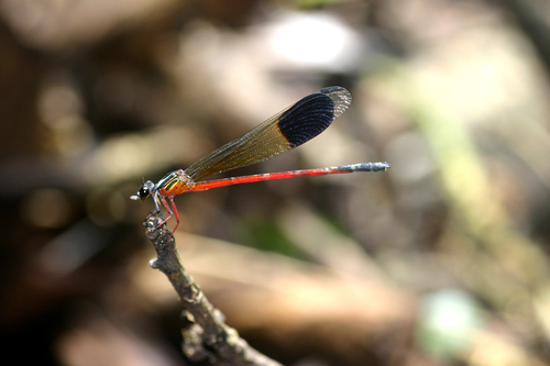 Malabar torrent dart photo 3