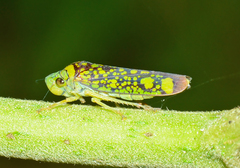 Aulacizes conspersa
