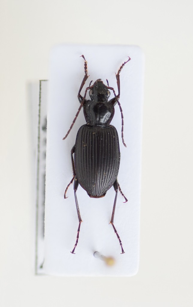 Platynus krynickii