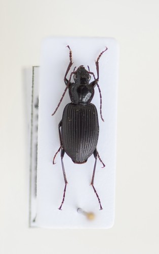 Platynus krynickii
