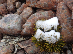 Aciphylla dobsonii