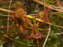 Odontoschisma fluitans