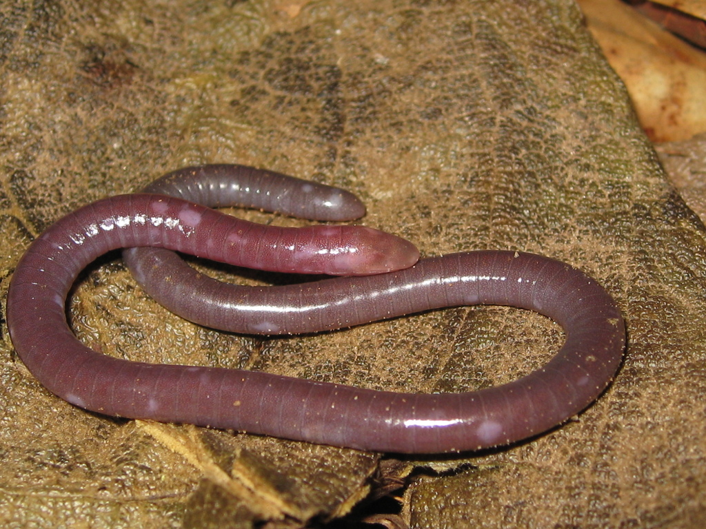 Hardy's Caecilian