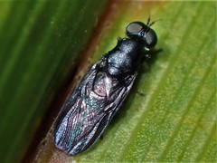 Dysbiota parvula