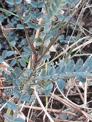Astragalus nothoxys