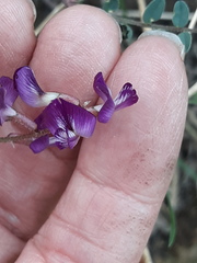 Astragalus nothoxys