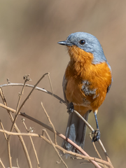 Melaenornis semipartitus