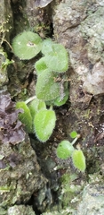 Metapetrocosmea peltata