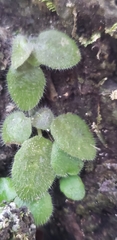 Metapetrocosmea peltata