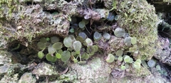 Metapetrocosmea peltata
