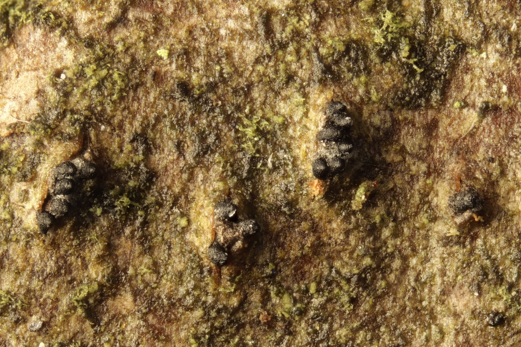 Alnecium