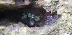 Metapetrocosmea peltata