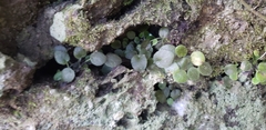 Metapetrocosmea peltata