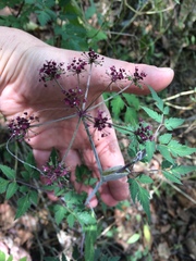 Arracacia bracteata