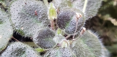 Metapetrocosmea peltata