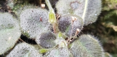 Metapetrocosmea peltata