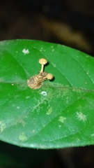 Ophiocordyceps dipterigena