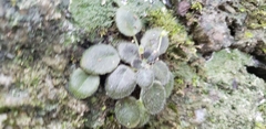Metapetrocosmea peltata