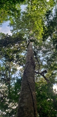 Firmiana hainanensis