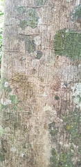 Firmiana hainanensis