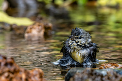 Leiothlypis peregrina