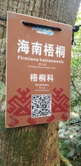 Firmiana hainanensis