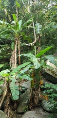 Musa basjoo