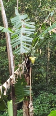 Musa basjoo