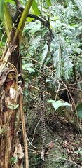 Musa basjoo