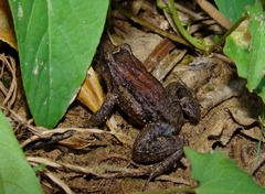 Leptodactylus podicipinus