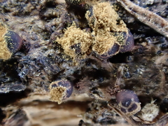 Trichia botrytis