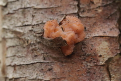 Naematelia encephala