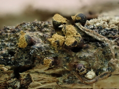 Trichia botrytis