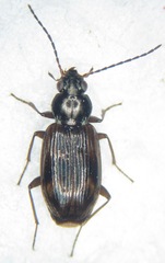 Bembidion dentellum